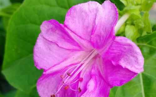 紫茉莉子 农村常见的紫茉莉（地雷花）的功效与作用有哪些？种子怎么种？