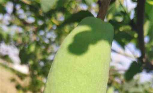 八月瓜多少钱一斤 八月瓜的市场价格大约多少钱一斤？产地有在哪里？种植技术有哪些？