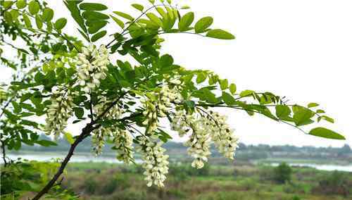 槐花什么时候开 槐花树怎么种植 槐花什么时候开