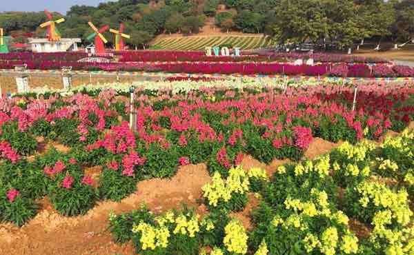 东莞梦幻百花洲 东莞梦幻百花洲地址 赏花时间