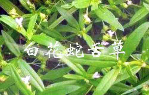 白花蛇舌草的功效 白花蛇舌草有哪些具体功效作用？是真的能治胃病吗？