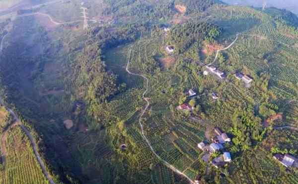 贵妃枣 万亩贵妃枣基地在哪-采摘费用是多少