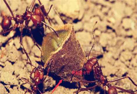 蚂蚁怕什么 蚂蚁最怕什么？天敌是谁？这些方法清除蚂蚁100%最有效！
