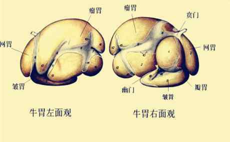 牛有四个胃分别叫什么 一头牛一般有多少个胃？分别都有什么功能？哪个是毛肚？这些常识你们都知道吗？