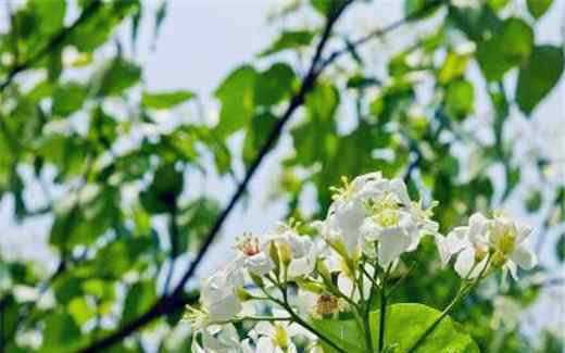 油桐 回乡创业好项目：油桐种植一年能赚10多万！种植前景好吗？现在树苗价格多少钱一棵？