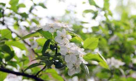 梨花几月开 北京梨花几月开 北京哪里有梨花