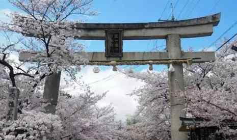 看樱花 京都樱花时间2019 京都看樱花地点推荐