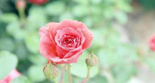 玫瑰花粉的功效 玫瑰花粉的效果有什么 玫瑰花粉食用方法