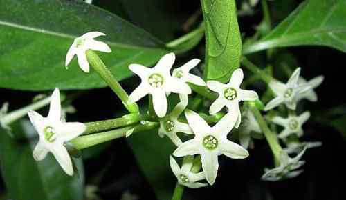 夜来香花图片 夜来香花图片及功效 夜来香什么时候开花