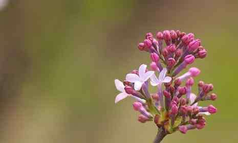 丁香花什么时候开花 法源寺丁香花什么时候开 2019北京看丁香花的地方