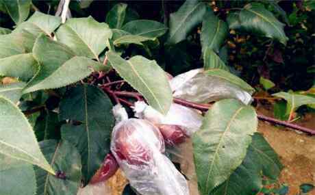 早酥红梨树苗 梨树新品种：早酥红梨价格多少钱一斤？一般什么时候成熟上市？种植前景如何？