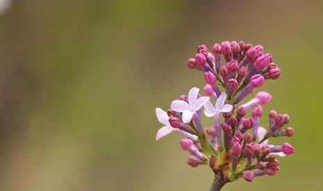 丁香花什么时候开花 法源寺丁香花什么时候开 2019北京看丁香花的地方