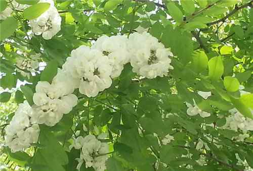 槐花什么时候开 槐花树怎么种植 槐花什么时候开