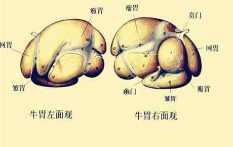 牛有四个胃分别叫什么 一头牛一般有多少个胃？分别都有什么功能？哪个是毛肚？这些常识你们都知道吗？