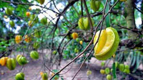 杨桃的营养价值 杨桃所含的营养物质有哪些？对身体有什么好处？杨桃真的有毒吗？