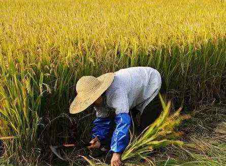 杨珺 主播杨珺带您一起欣赏：母亲进城