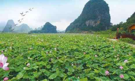 九龙峰 2019英德九龙峰林小镇荷花节活动攻略