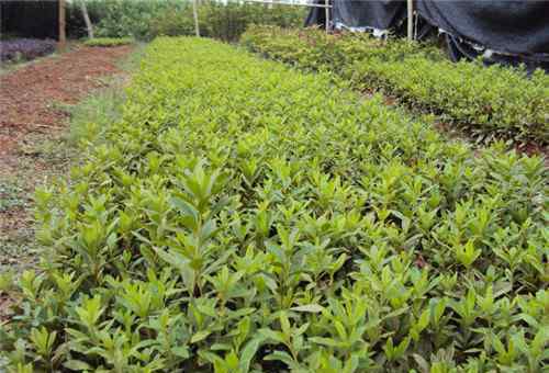 红豆沙树 红豆沙树怎么种植 红豆沙树有哪些药用价值