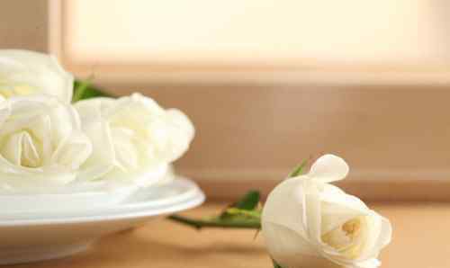 21朵白玫瑰的花语 21朵粉玫瑰花语是什么 不同颜色的玫瑰花语