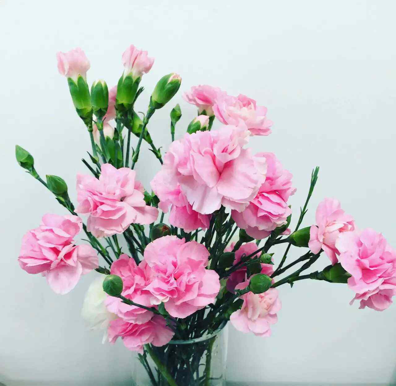 康乃馨图片花束 康乃馨花束图片欣赏 康乃馨的花语是什么
