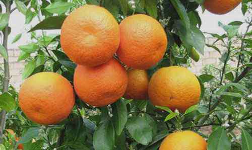 默科特柑橘 2018年柑橘新品种有哪些？能卖到12元1斤吗？