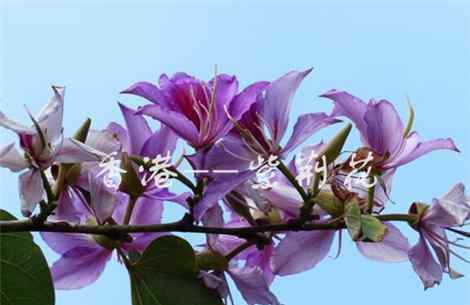 市花大全 【收藏版】现在中国的国花是什么花？是牡丹吗？附中国各市市花大全