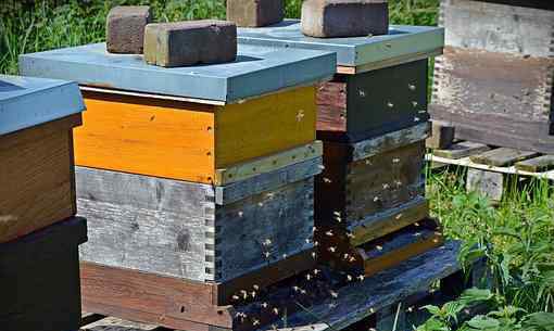 新手如何养蜜蜂 【养殖技术】新手怎么养蜜蜂？空蜂箱怎么引来蜜蜂？投资2万养蜜蜂利润多少？