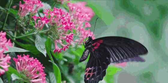 西郊公园 2020上海动物园蝴蝶展开放日期 上海动物园蝴蝶展活动介绍
