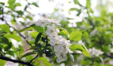 梨花几月开 北京梨花几月开 北京哪里有梨花