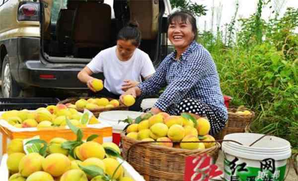 采摘活动 2019王汉沟黄桃采摘节6月27日开启 附活动信息