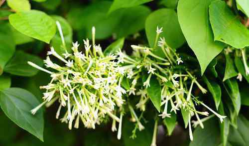 夜来香花图片 夜来香花图片及功效   夜来香什么时候开花