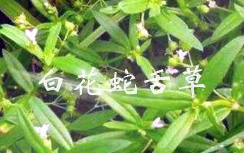 白花蛇舌草的功效 白花蛇舌草有哪些具体功效作用？是真的能治胃病吗？