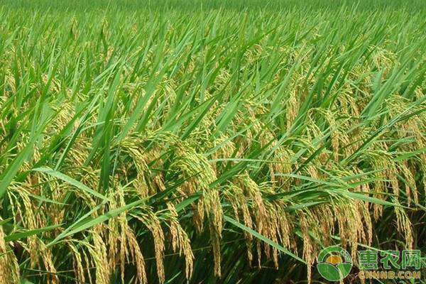 黑龙江水稻价格 黑龙江水稻最新价格多少钱一斤？2020年黑龙江水稻行情预测