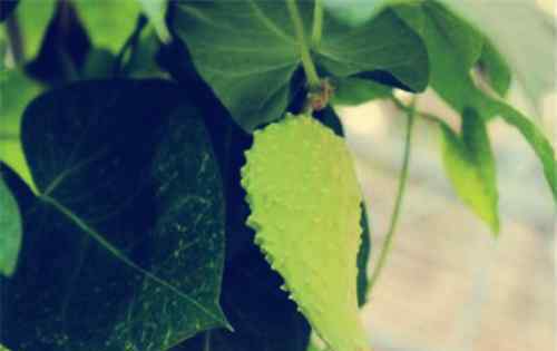 植物壮阳 中草药壮阳植物萝藦果实能吃吗？怎么吃？主要有这三大功效与作用