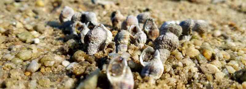 海螺品种大全集 【图片】常见食用螺、观赏螺的种类有哪些？