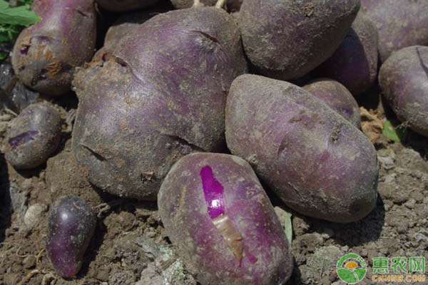 为什么市场不卖黑土豆 黑土豆多少钱一斤？为什么有的市场上不卖黑土豆？