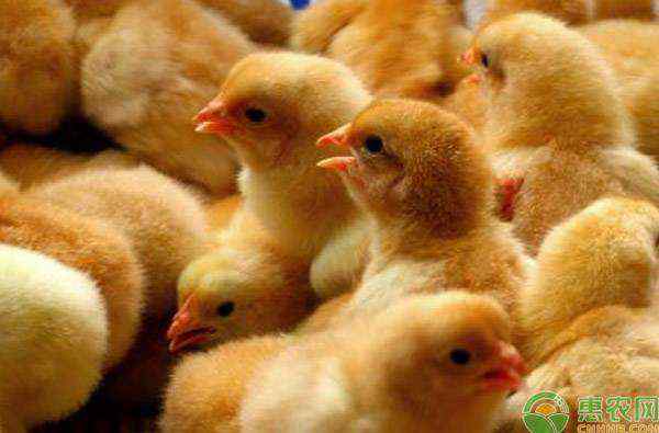 鸡雏价格 2020鸡苗价格多少钱一只？附春节后鸡苗最新行情分析