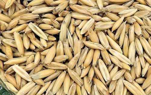 燕麦的功效 燕麦的功效与作用有哪些？是粗粮吗？和大麦小麦有什么区别？