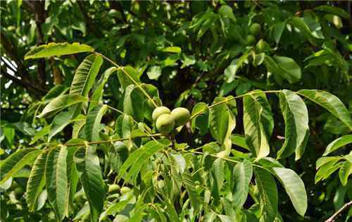 胡桃树 核桃树（胡桃树）品种分类有哪些？如何防寒？附栽培技术要点