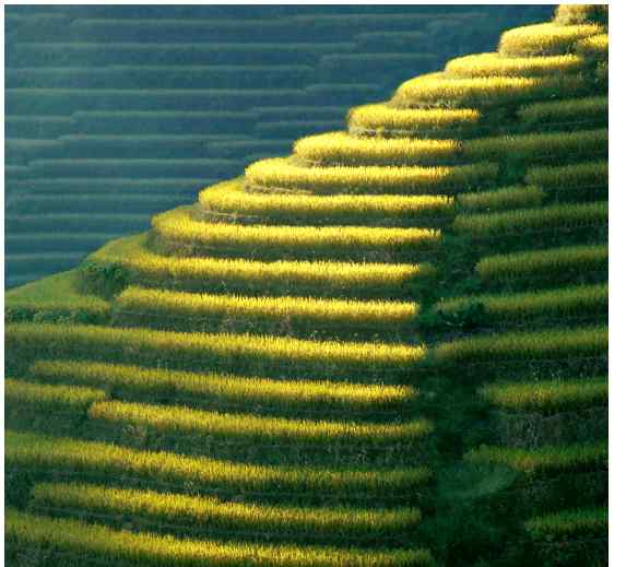 江西崇义 1+4三产融合模式让全球重要农业文化遗产上堡梯田焕发新活力