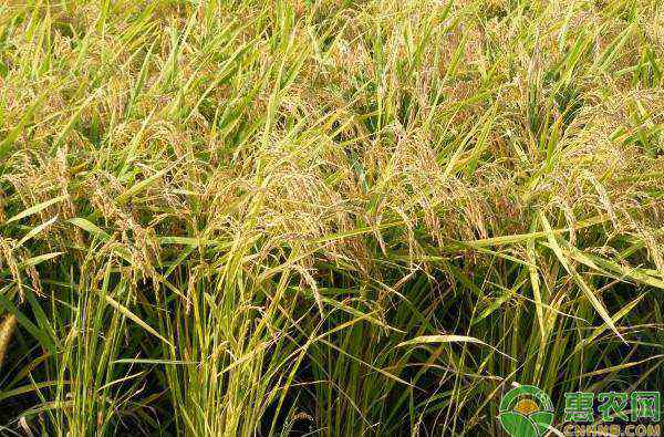 黑龙江水稻价格 黑龙江水稻最新价格多少钱一斤？2020年黑龙江水稻行情预测
