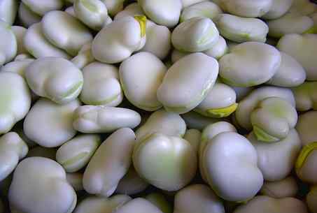 蚕豆热量 豆科植物蚕豆的热量是多少?有哪些功效和作用?生吃还是熟吃好?