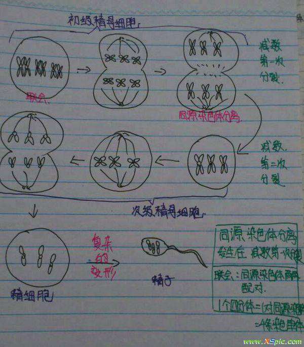 同源染色体图解 有3对同源染色体,然后减数第二次的图怎么画