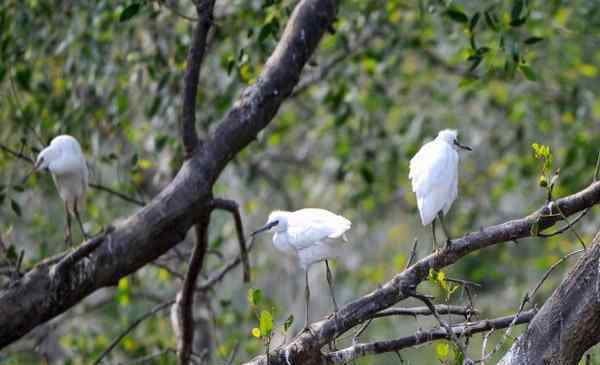 番禺南沙湿地公园 2019广州南沙湿地公园观鸟时间+交通 南沙湿地公园观鸟注意事项
