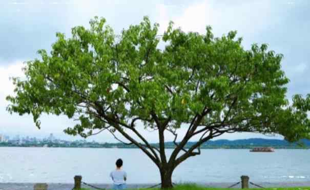 西湖一日游攻略 西湖十景一日游线路和顺序