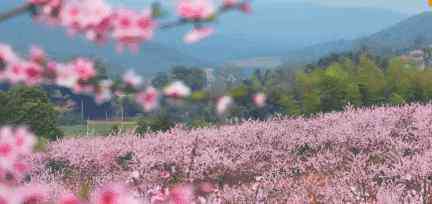 桃花节 2019成都龙泉驿桃花节时间+地点+活动攻略