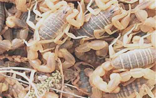 全虫是什么 全虫是全蝎吗?它的功效作用及禁忌是什么？可以煎服吗？