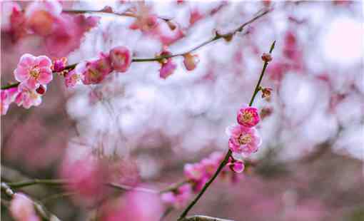 什么样的梅花 梅花的风水作用怎么样？在家怎么养梅花盆栽？有哪些注意事项？