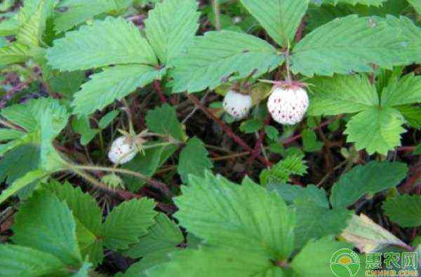 白草莓 白草莓价格多少钱一斤？白草莓为什么这么贵？