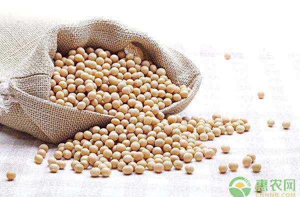 黑龙江大豆最新价格 黑龙江省大豆价格多少钱一斤？年前大豆会涨吗？